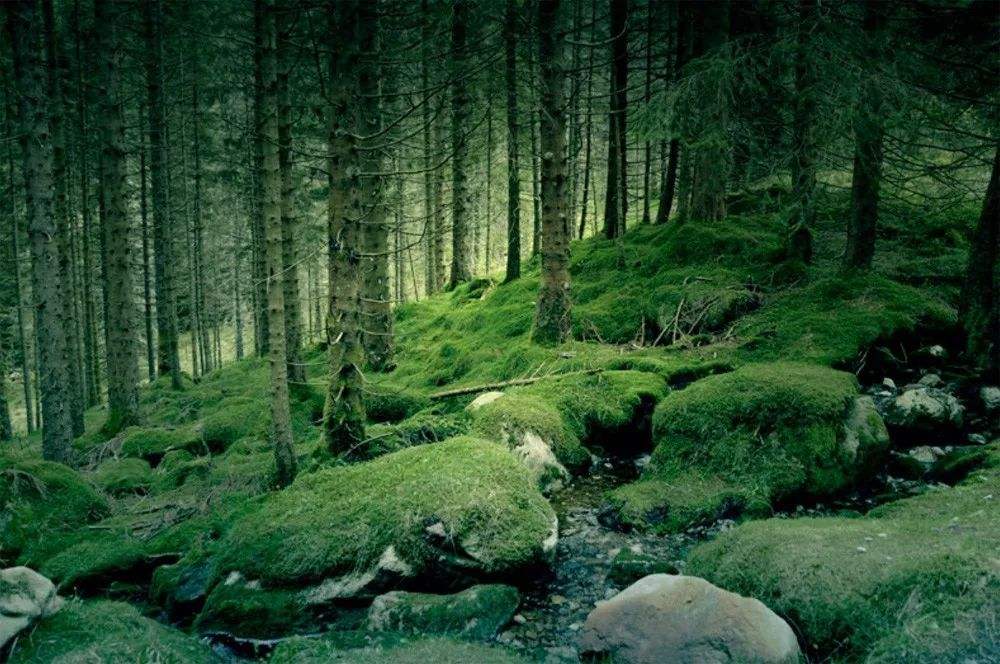 挪威的森林.jpg